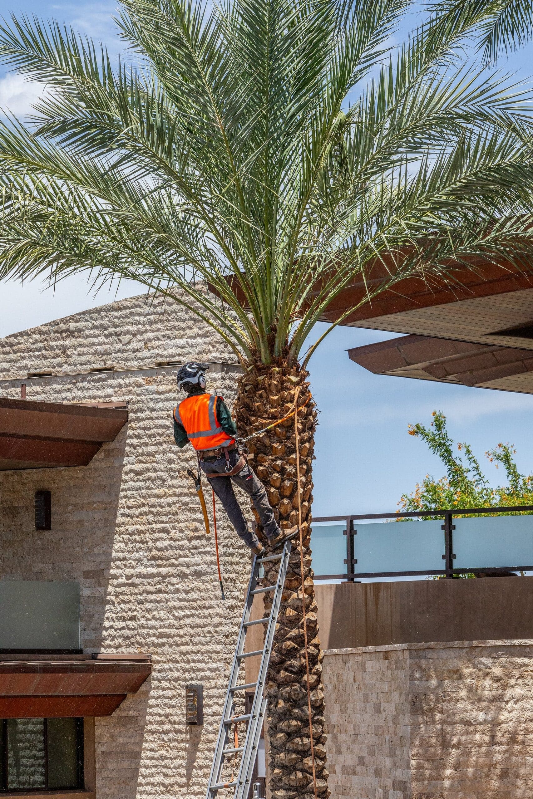 Tree service project in Las Vegas - photo 19