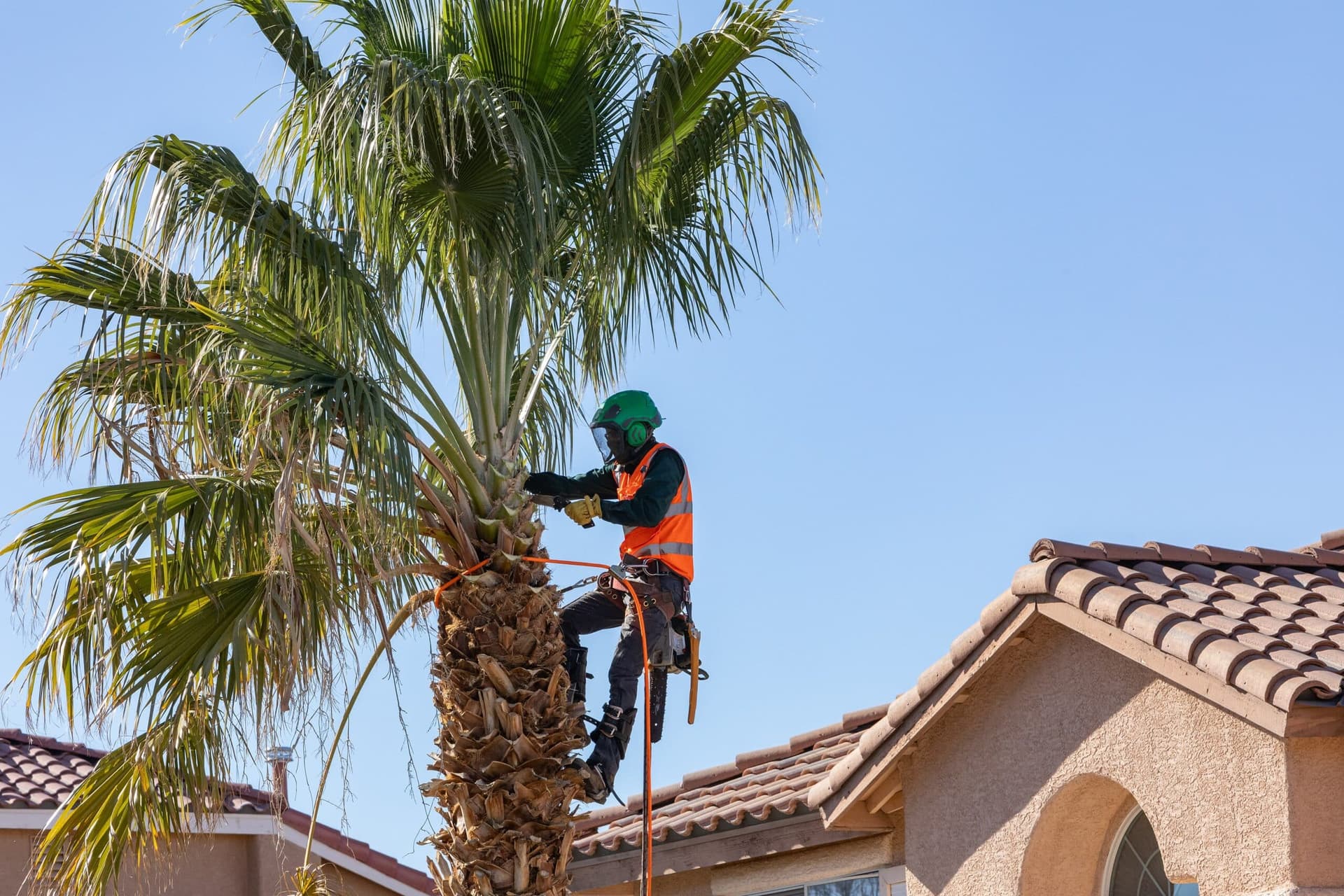 Tree Trimming Las Vegas