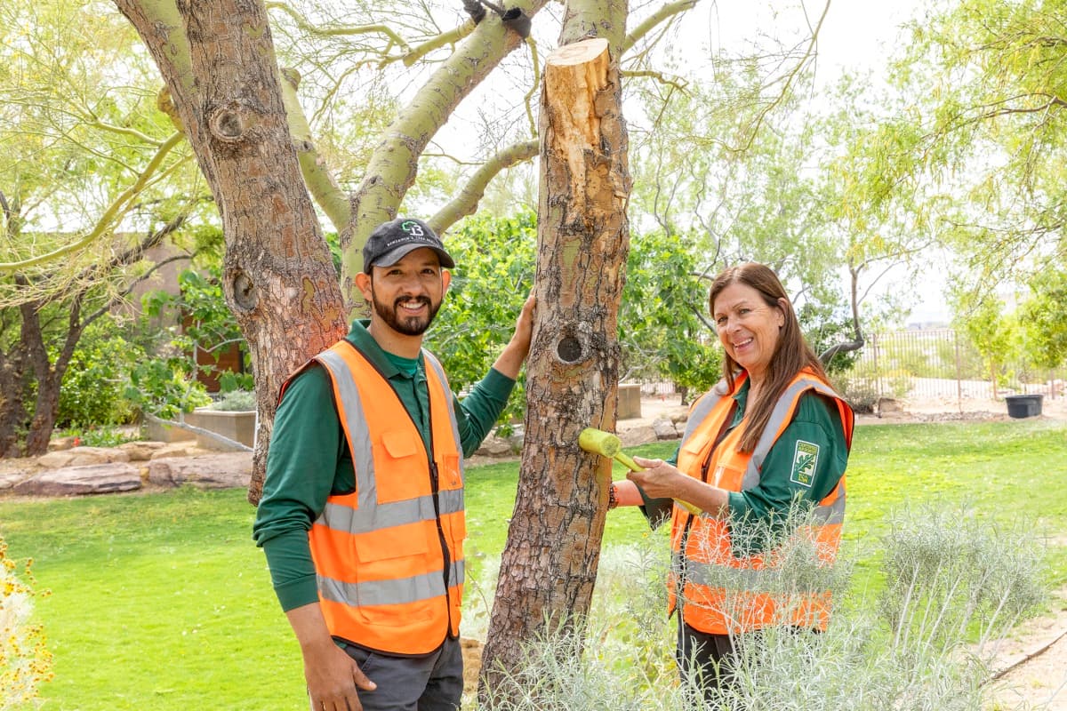 4 Reasons Not to Plant Trees Too Close to Your House