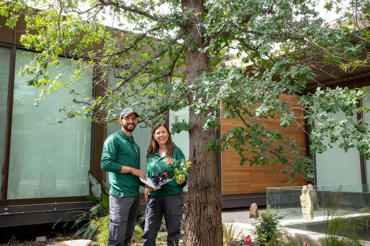 4 Ways DIY Tree Trimming Can Kill Your Trees
