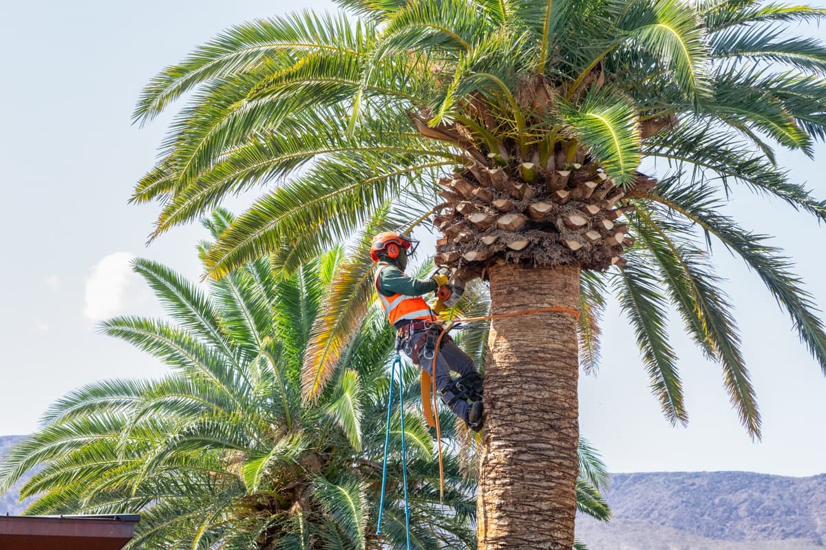5 Tips for Choosing the Right Tree Removal Service in Summer