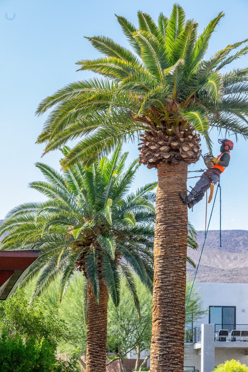 6 Tree Removal Issues and Solutions