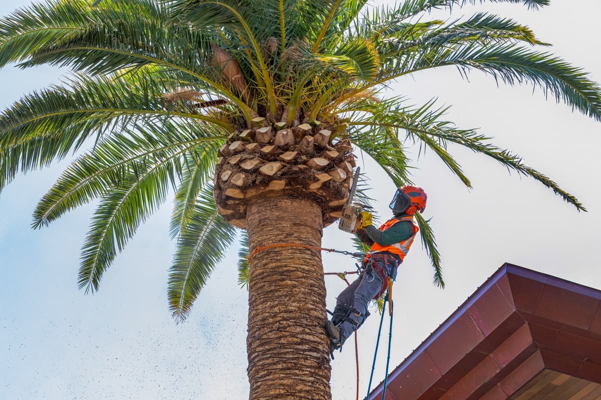 Caring for Trees During the Spring Season