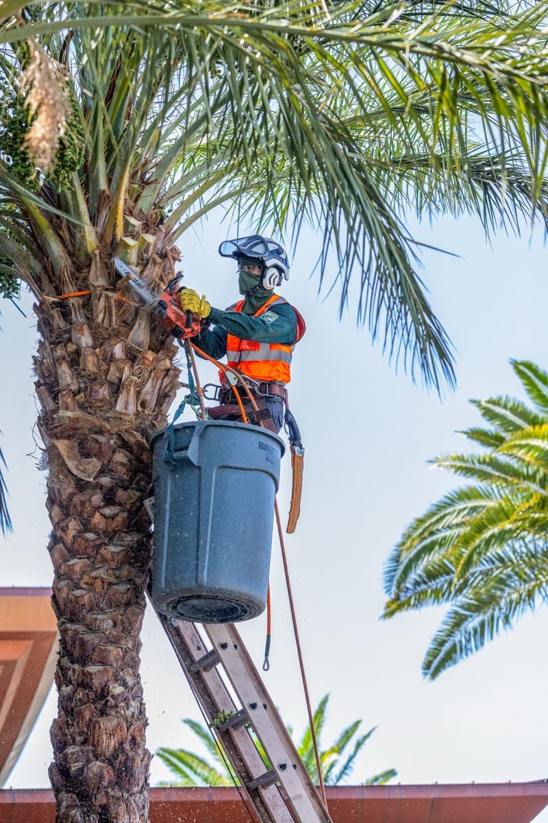 Choosing Between DIY Tree Removal and Professional Tree Services