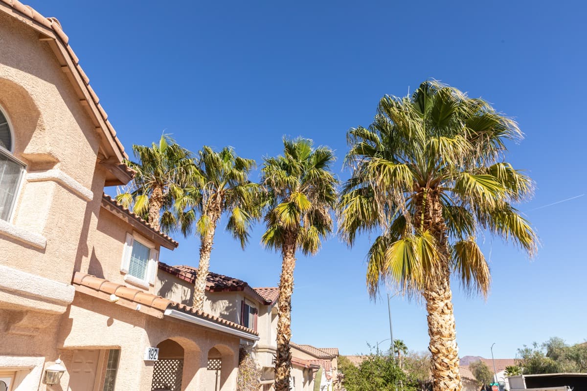 Common Questions People Ask About Tree Care Services