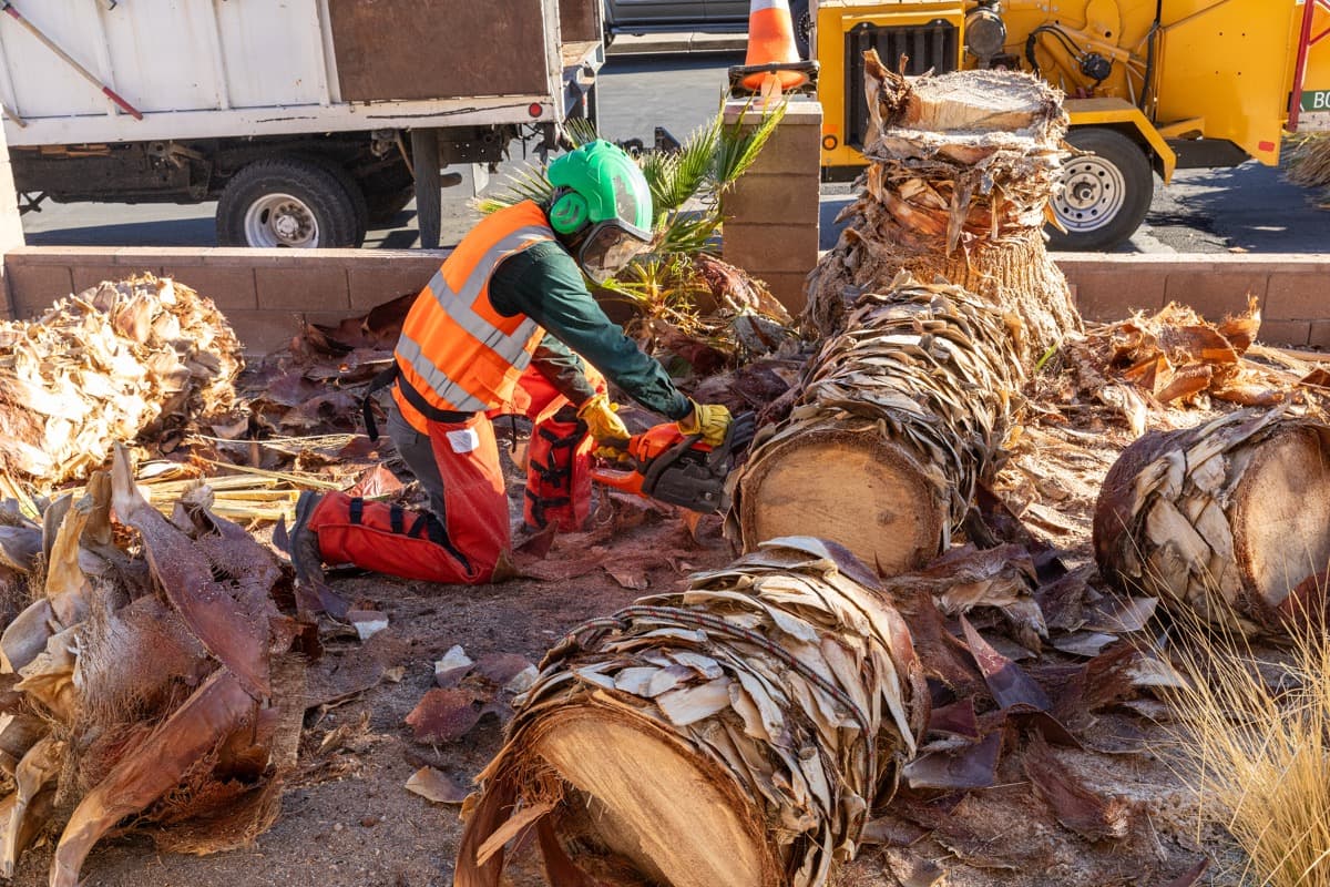 Top Fall Tree Care Tips to Implement Today