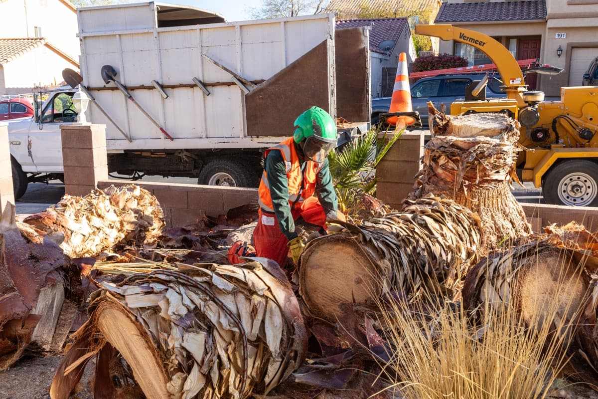 Tree Care Tips for Arizona Winters