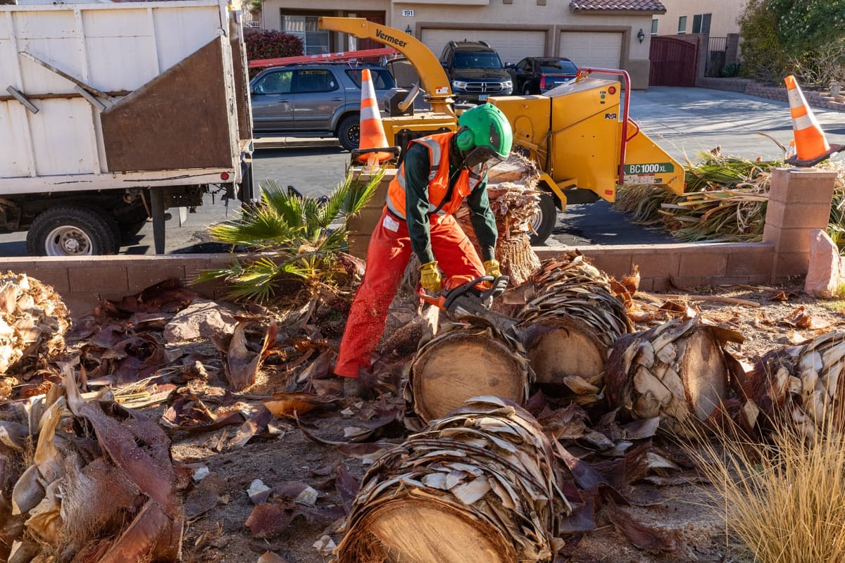 What You Need to Know About Trimming Trees in the Spring