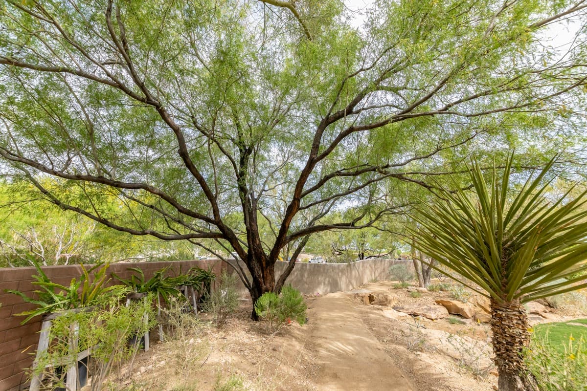 Why Proper Tree Trimming Is Important