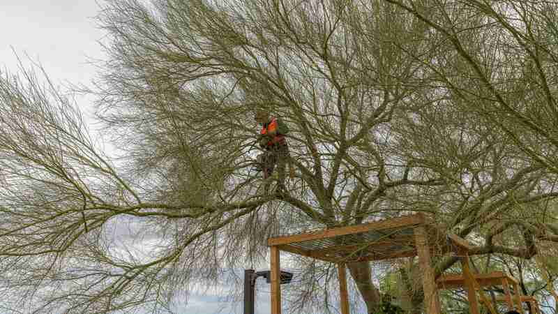 Benjamin's Tree Service team members working on a tree in Las Vegas