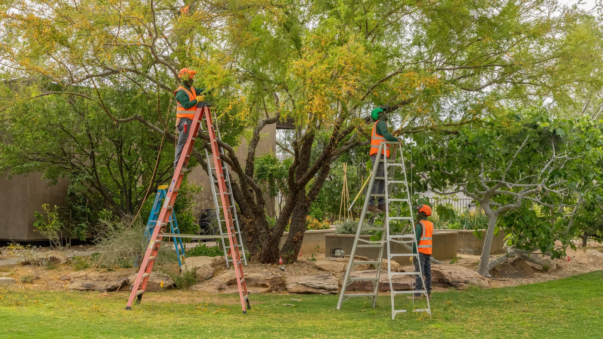 Common Tree Pests in Las Vegas: A Homeowner's Guide