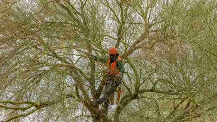 Crown Reduction vs. Crown Thinning: What’s Best for Your Las Vegas Trees?