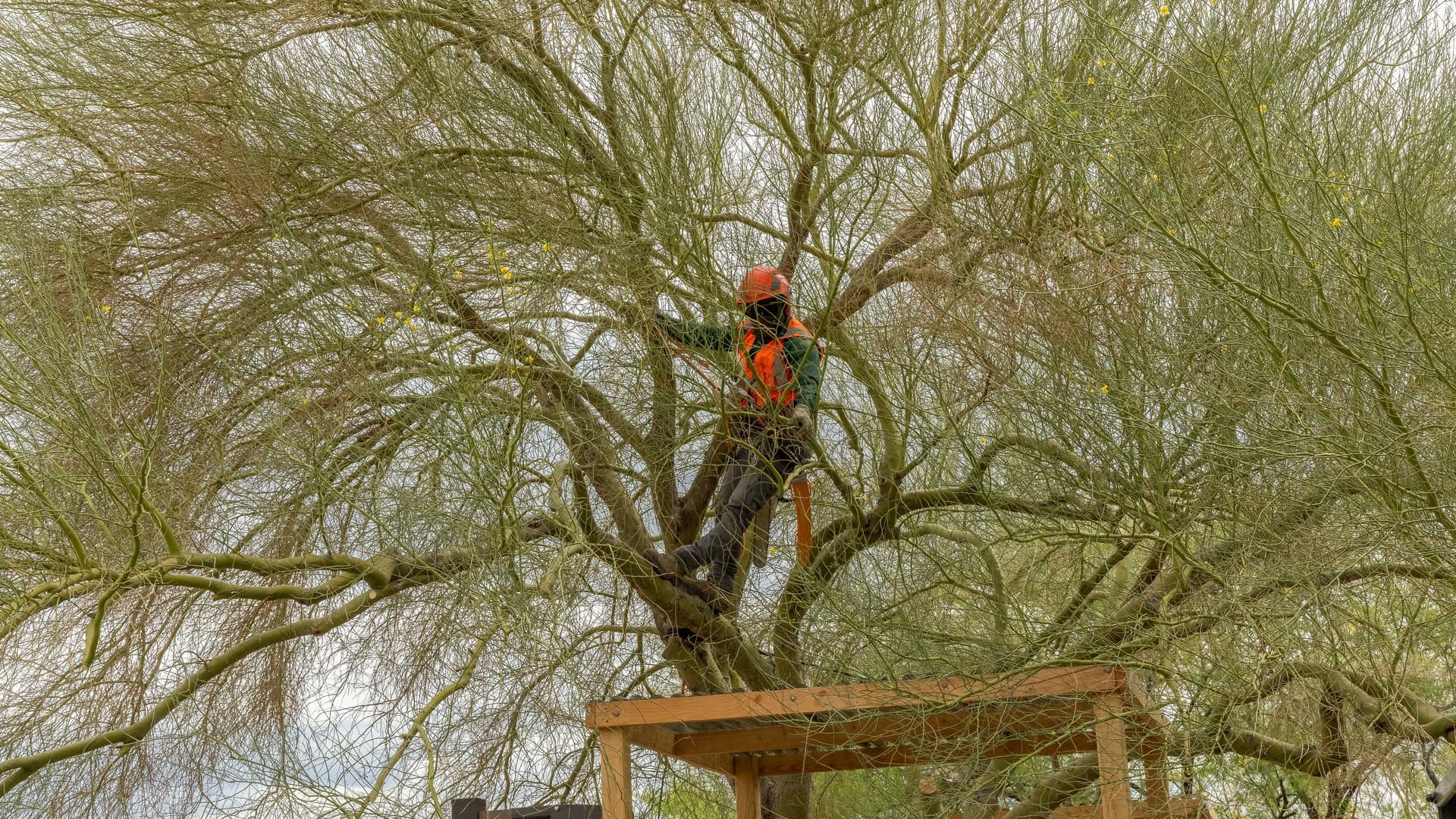 Dead or Dormant Tree in Las Vegas? 4 Easy Ways to Tell