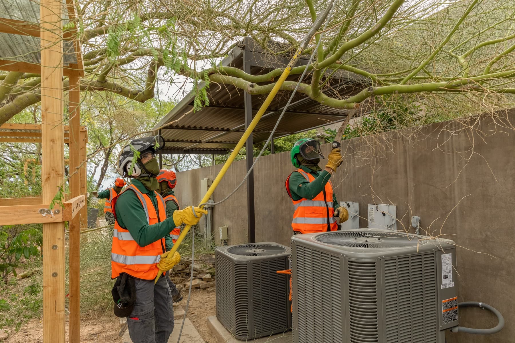 Deep Root Feeding for Las Vegas Trees: A Complete Guide