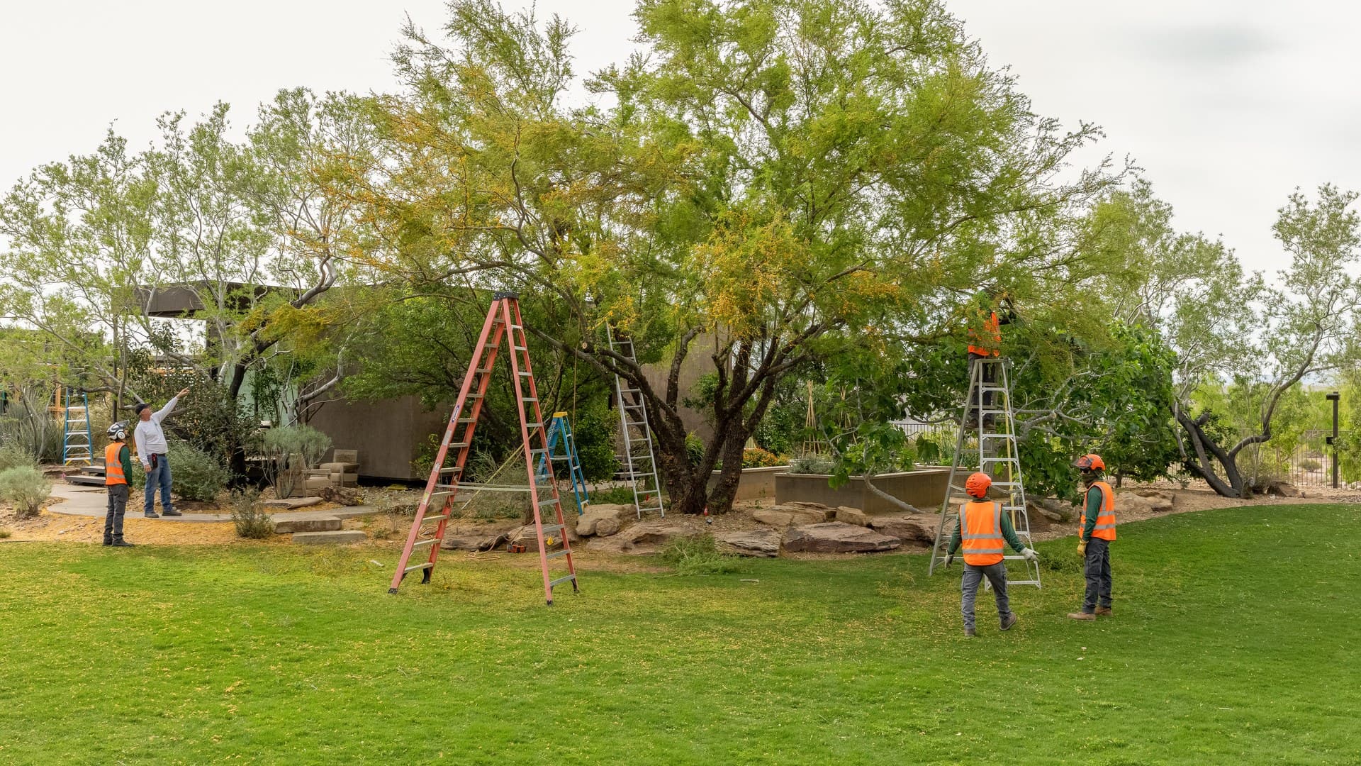 Fallen Tree Removal in Las Vegas: What to Do First