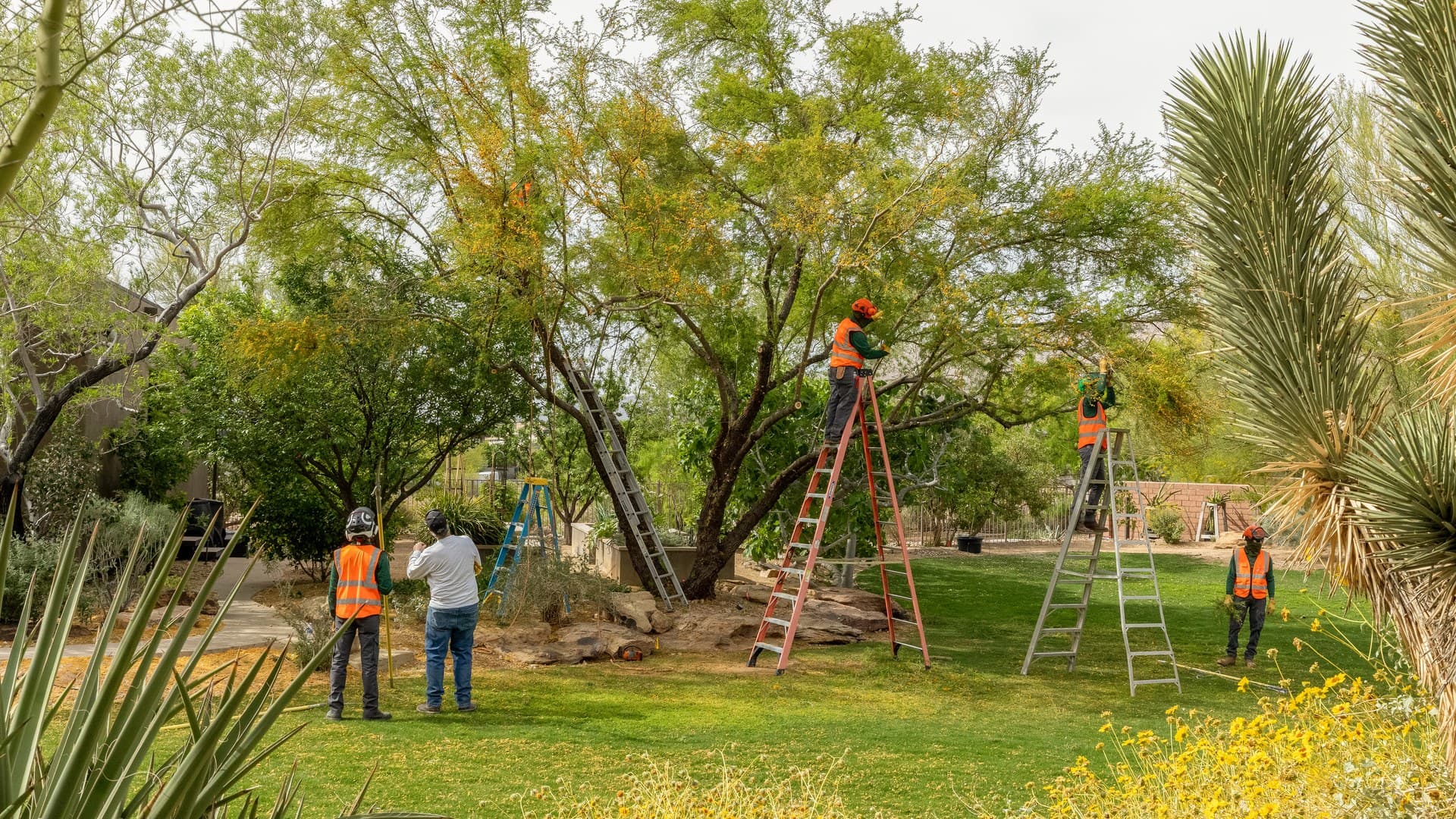 HOA Tree Removal Rules in Las Vegas: What You Need to Know