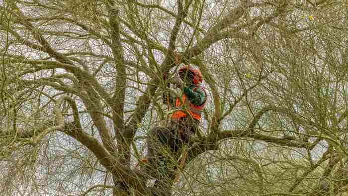 How to Prepare Your Trees for Las Vegas Summer