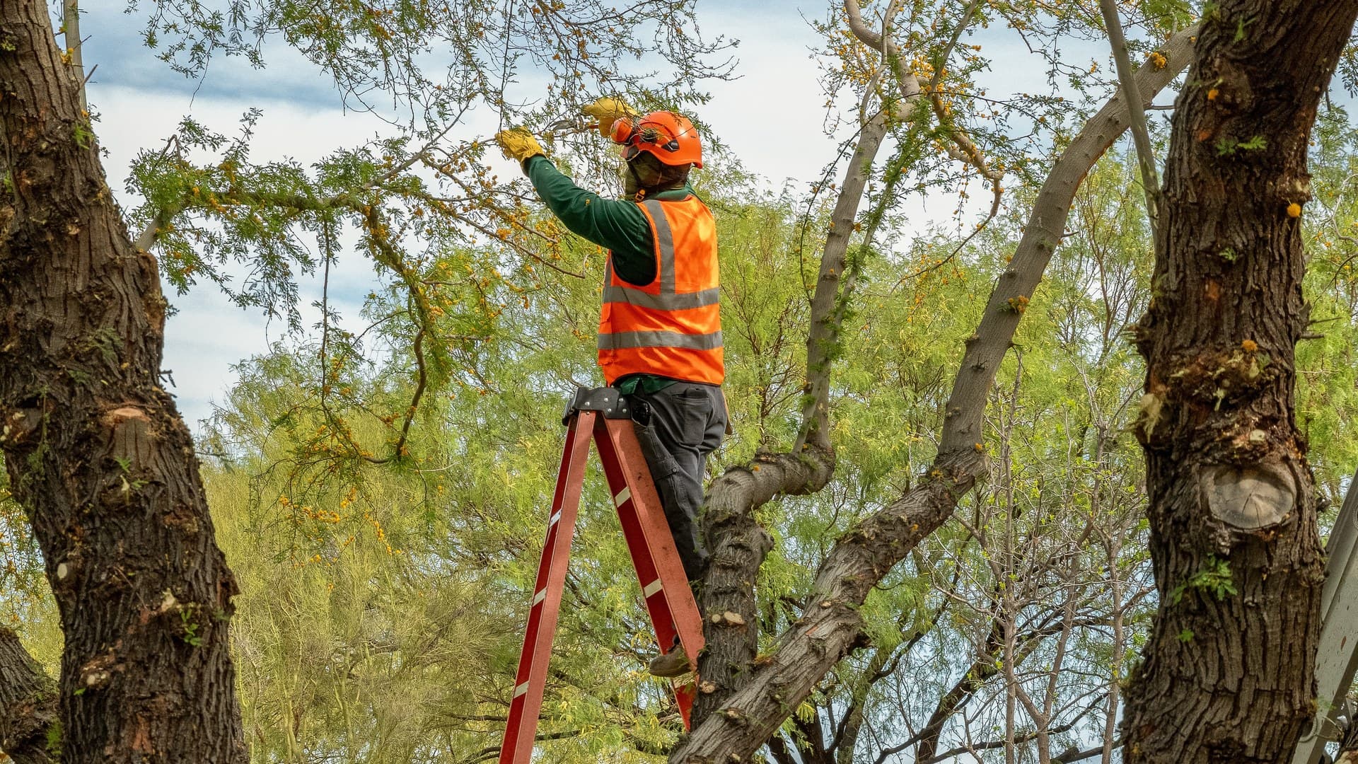 Late Summer Tree Care in Las Vegas: What to Do Now