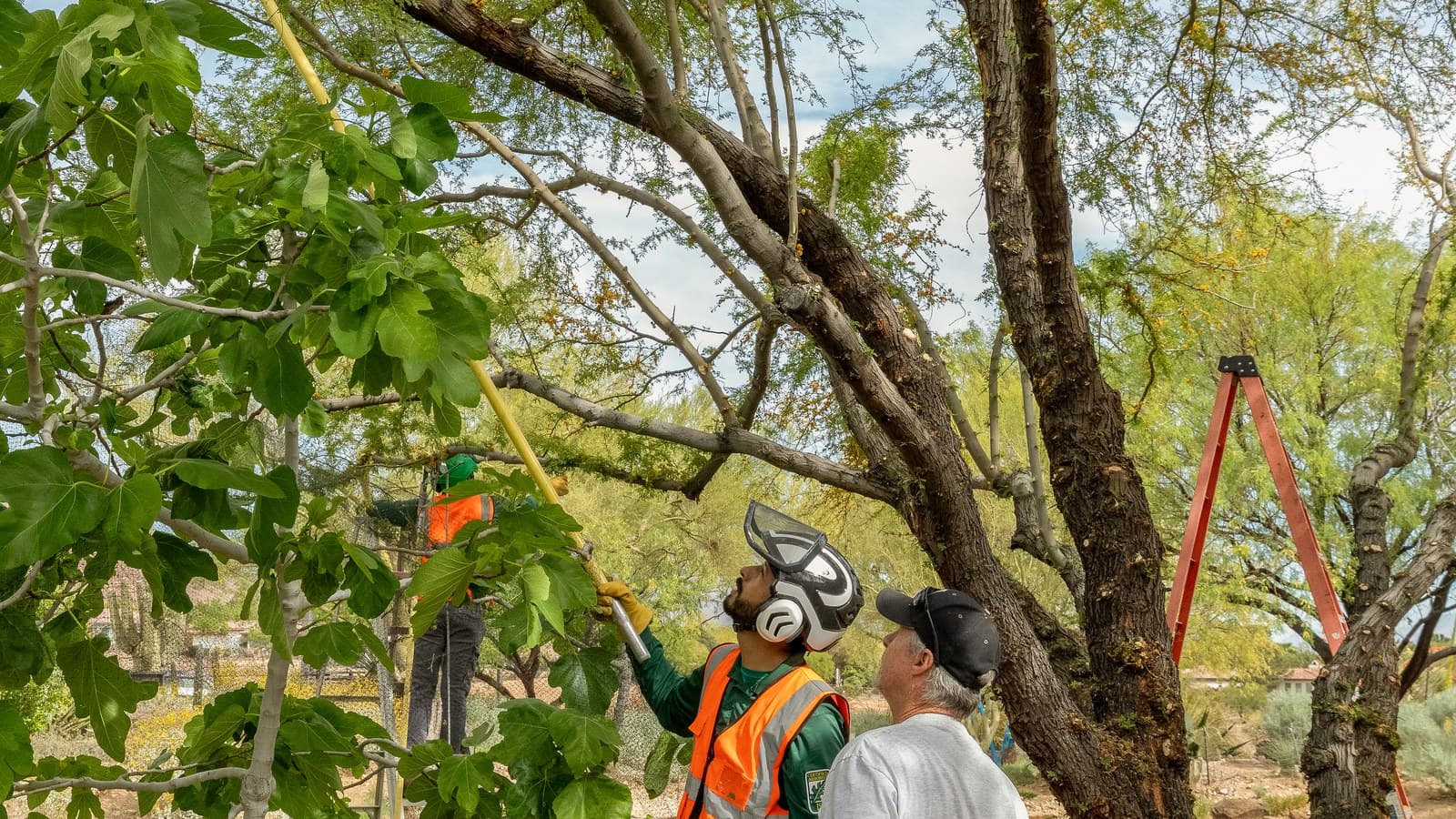 An ISA Certified Arborist consulting with a homeowner during a mesquite tree trimming visit in the Las Vegas Valley