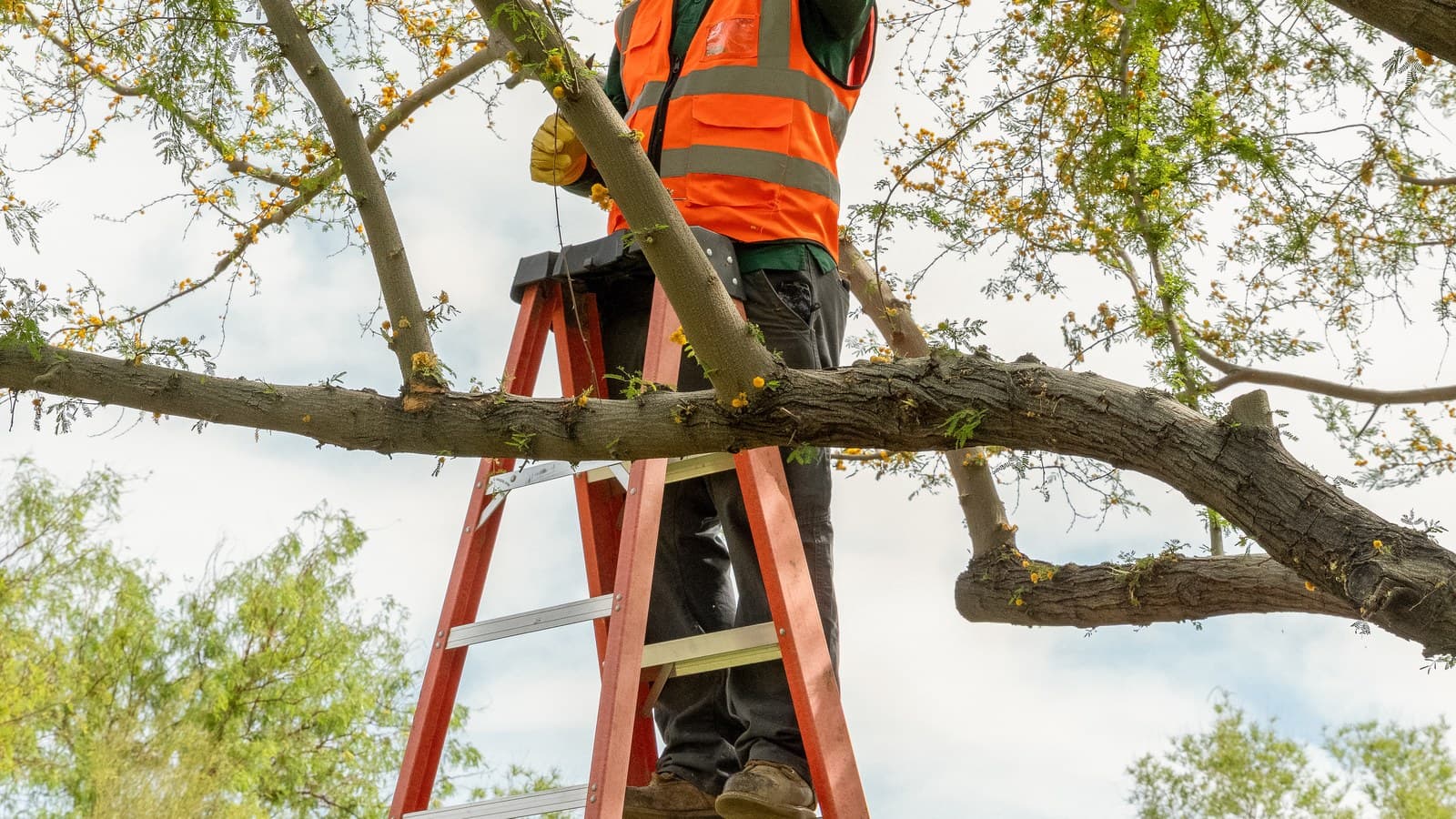 Benjamin's Tree Service crew performing mesquite tree trimming in Las Vegas on a mature backyard tree