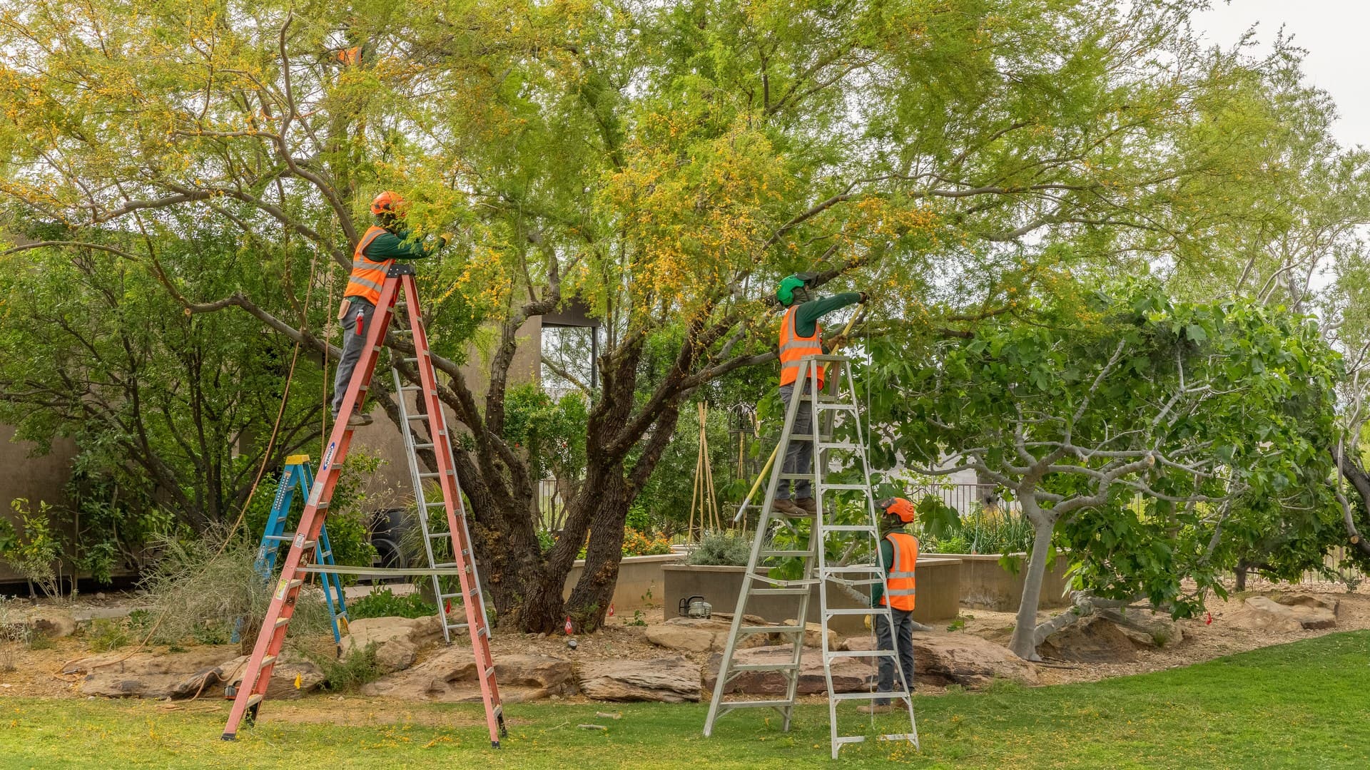 Mesquite Tree Trimming in Las Vegas: A Homeowner's Guide