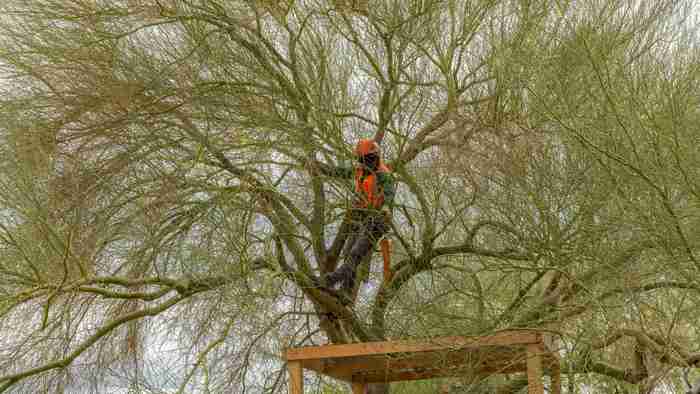 North Las Vegas Tree Care: Why Desert Trees Need Extra Attention