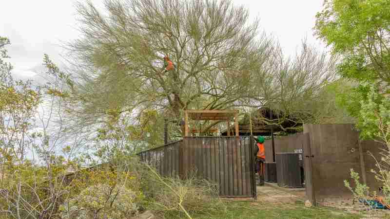 The Difference Between Tree Trimming and Tree Pruning