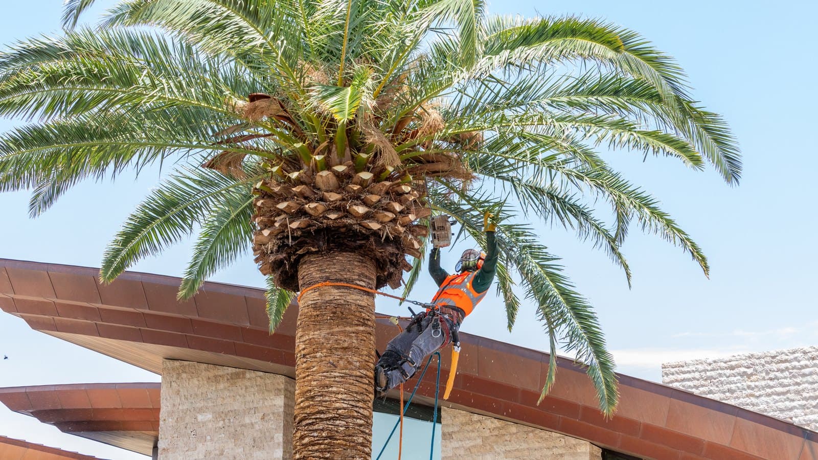 Climber in a harness trimming fronds near the top of a tall palm beside a building