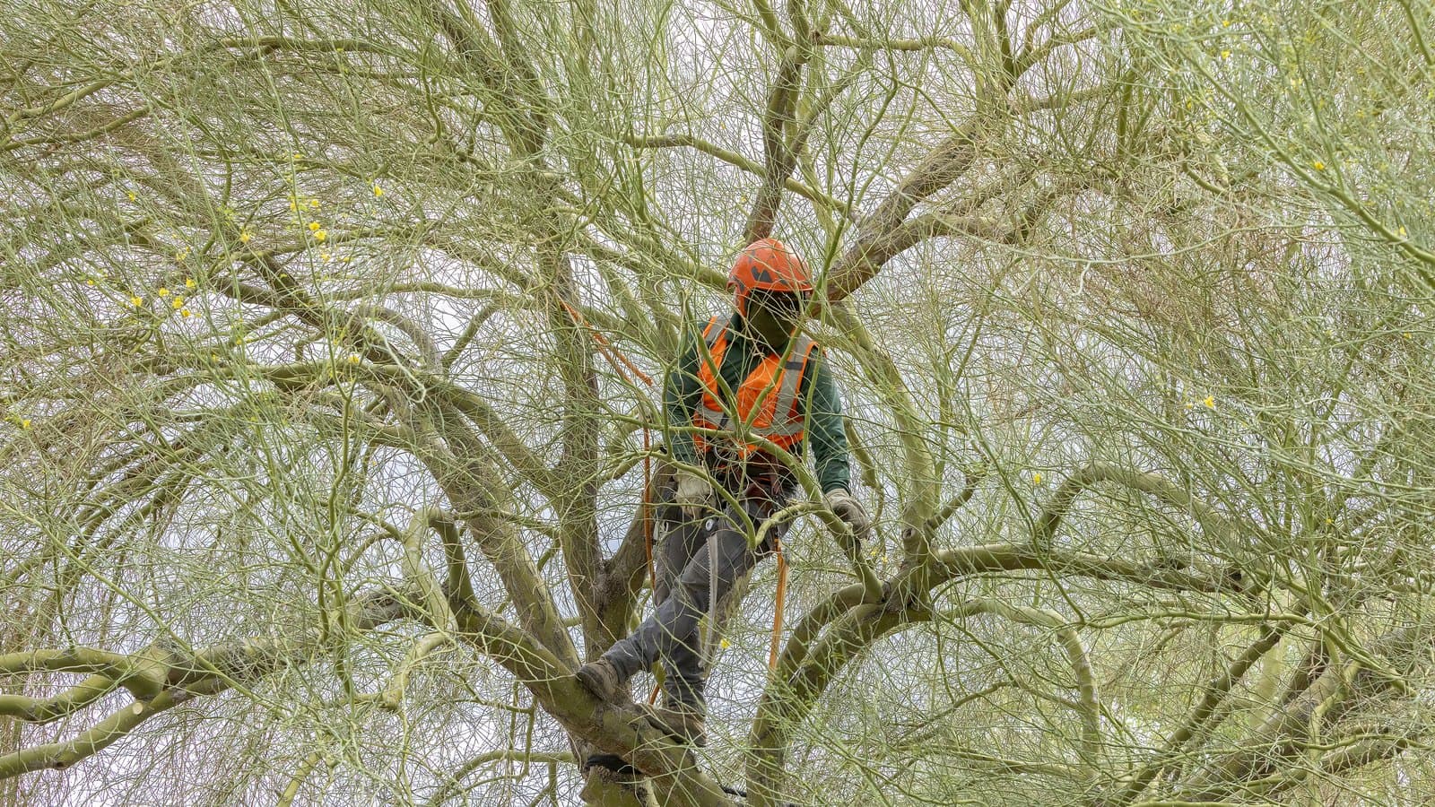 Climber in a helmet and safety vest standing among the branches of a sparse-canopy tree