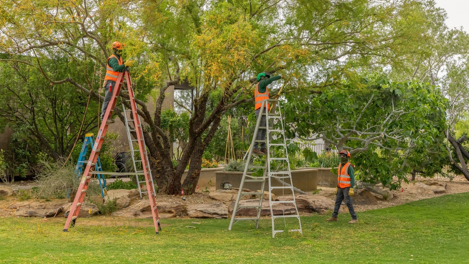 A three-person crew working a large tree by ladder, the kind of labor that shapes tree removal cost in Las Vegas