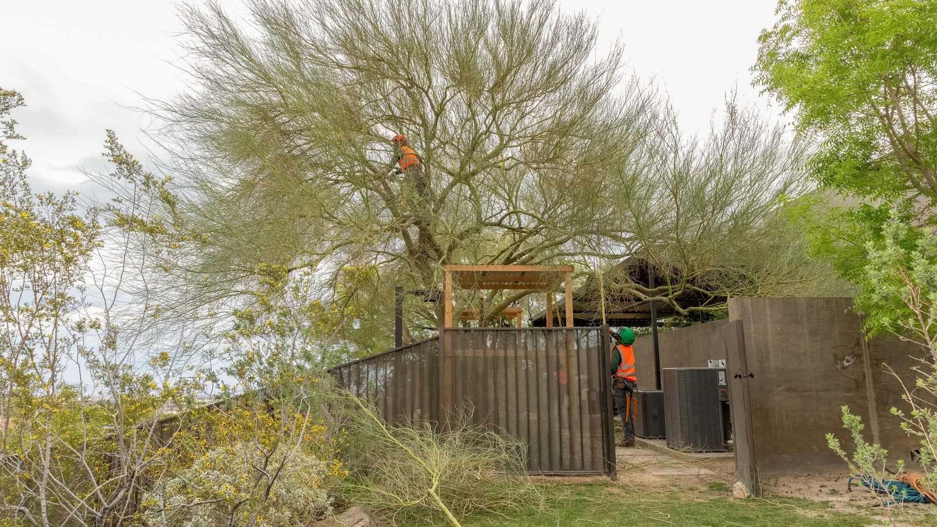 Tree Removal Cost in Las Vegas: Your 2026 Price Guide