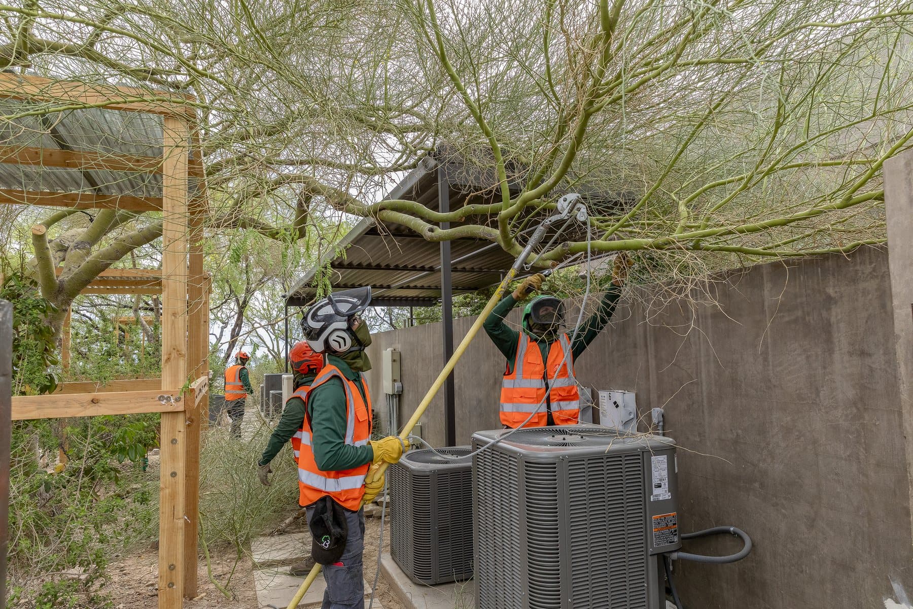Tree Removal Near a House in Las Vegas: Safety Guide