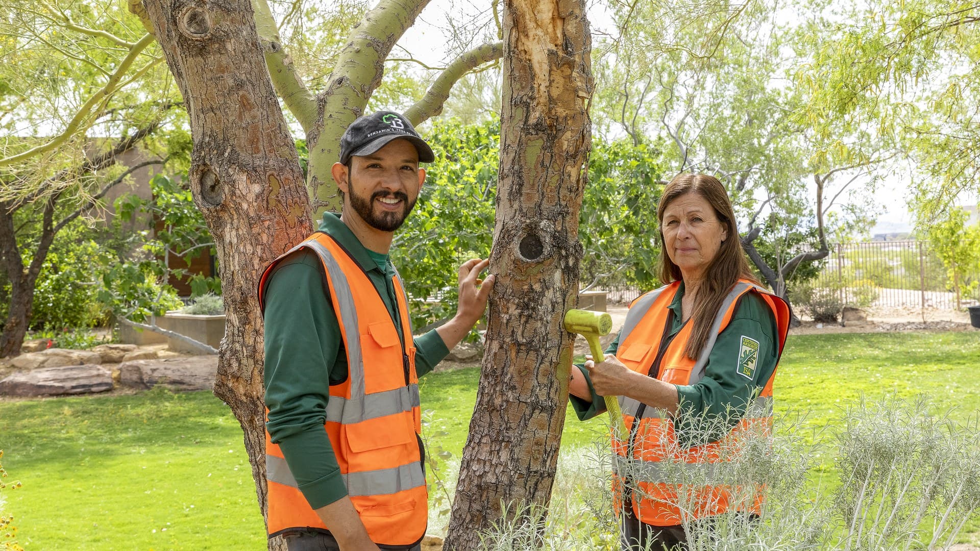 Tree Removal Near a Pool in Las Vegas: What to Know