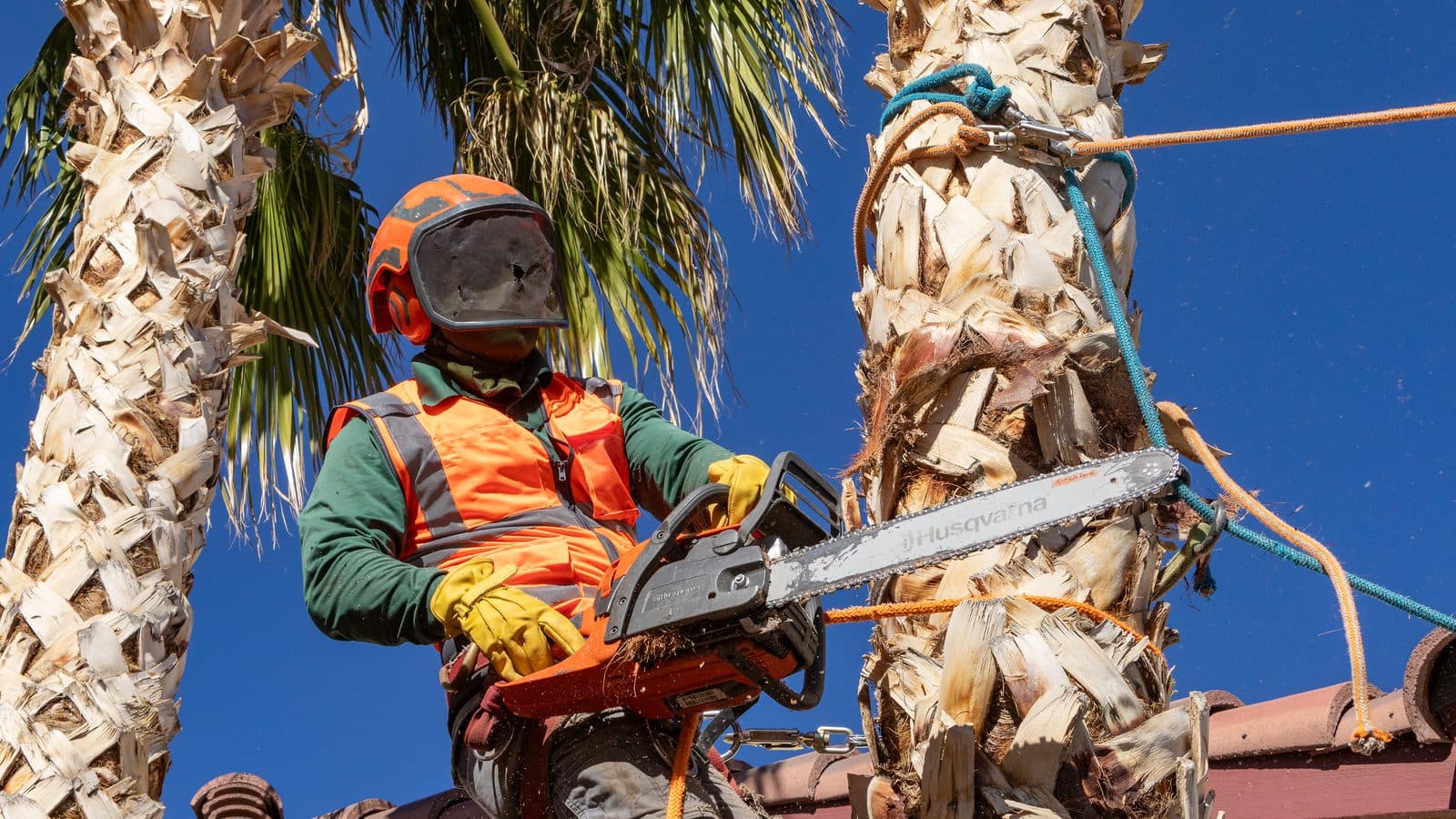 Tree crew member in a helmet with face shield, safety vest, gloves and climbing ropes working on a palm trunk with a chainsaw