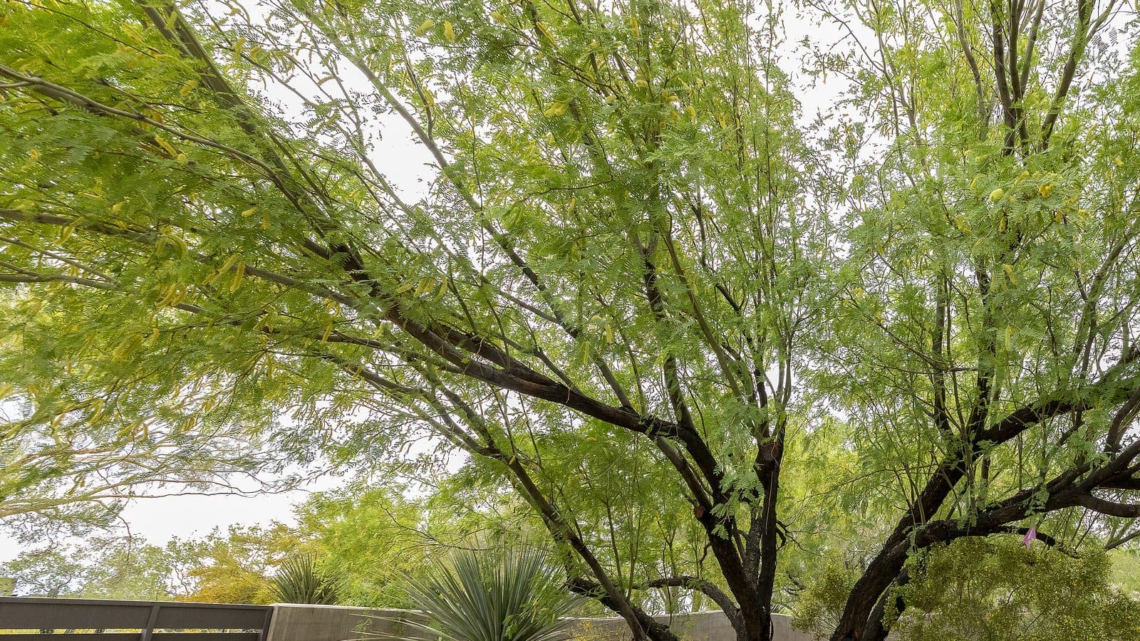Spreading canopy and multi-trunk limb union of a mature desert tree in a landscaped yard