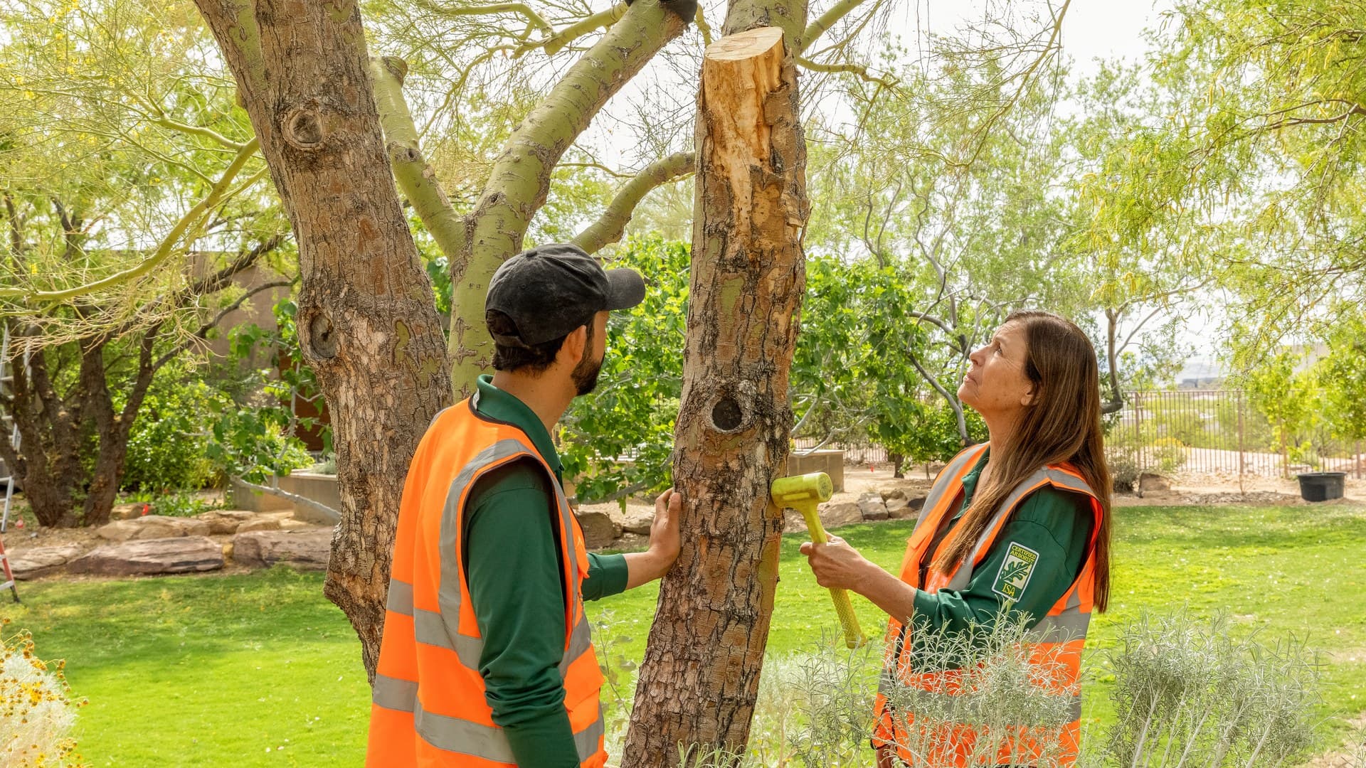 Tree Service in Centennial Hills, NV: A Homeowner's Guide