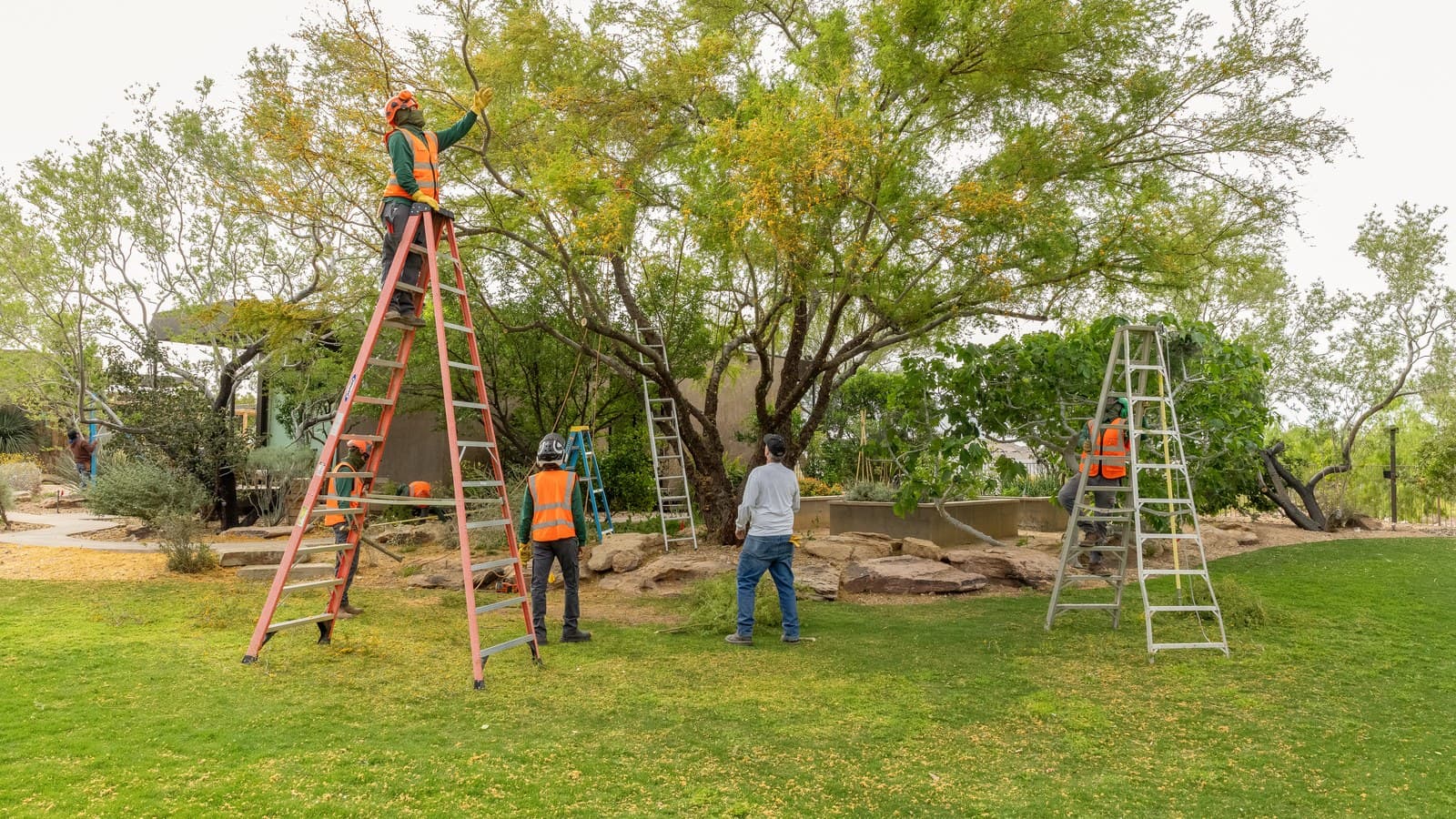 A mature shade tree canopy being trimmed by a Benjamin's Tree Service climber in Green Valley, NV
