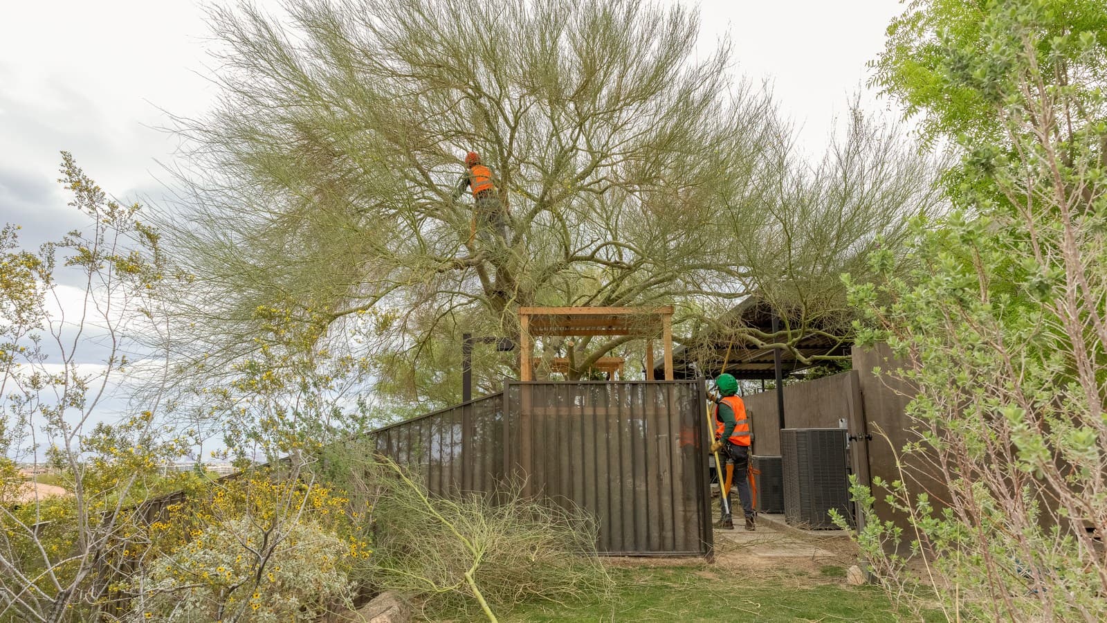 A Benjamin's Tree Service climber trimming a mature backyard tree in Green Valley, NV