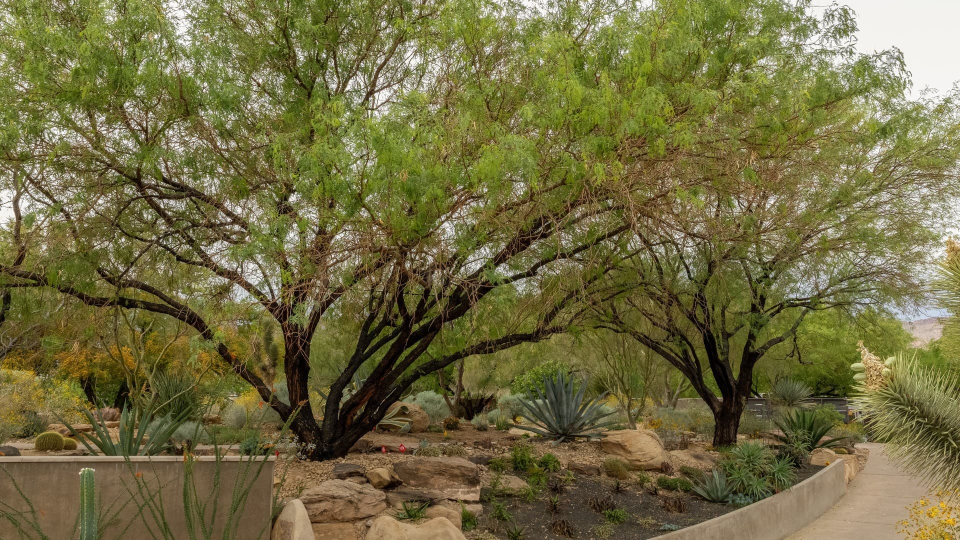 Tree Service in Green Valley, NV: A Homeowner's Guide