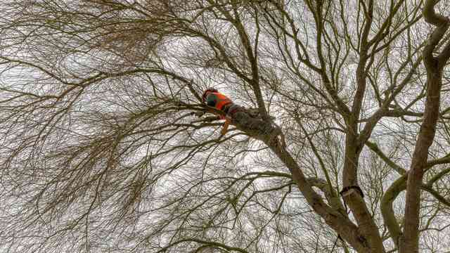 Tree Service in Henderson NV: What to Look For