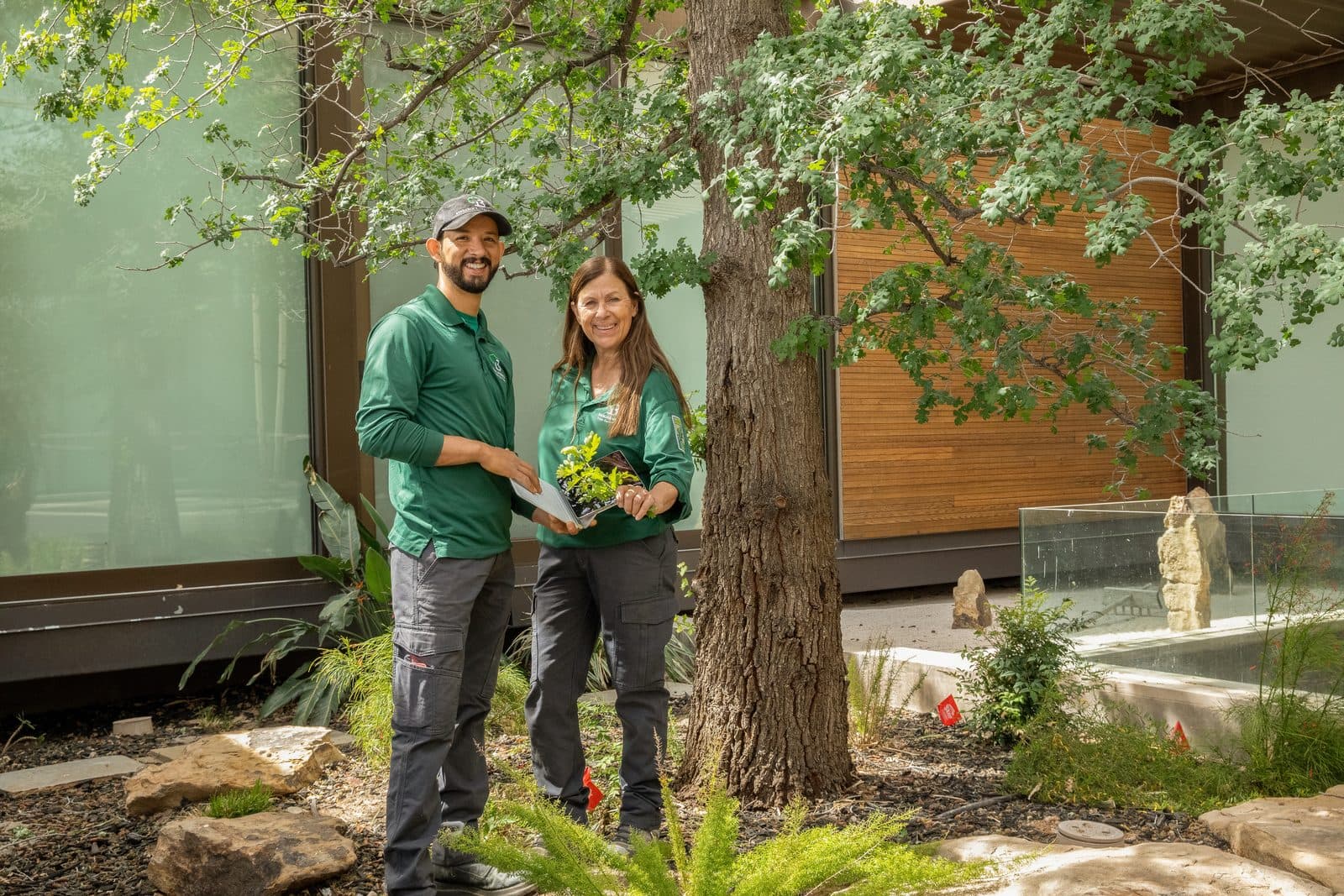 Tree Service in Summerlin NV — Your Homeowner's Guide