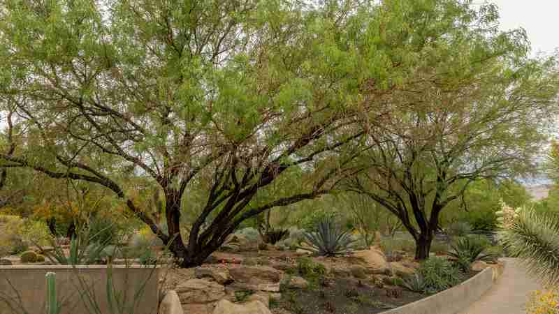 What Happens During a Professional Tree Removal in Las Vegas