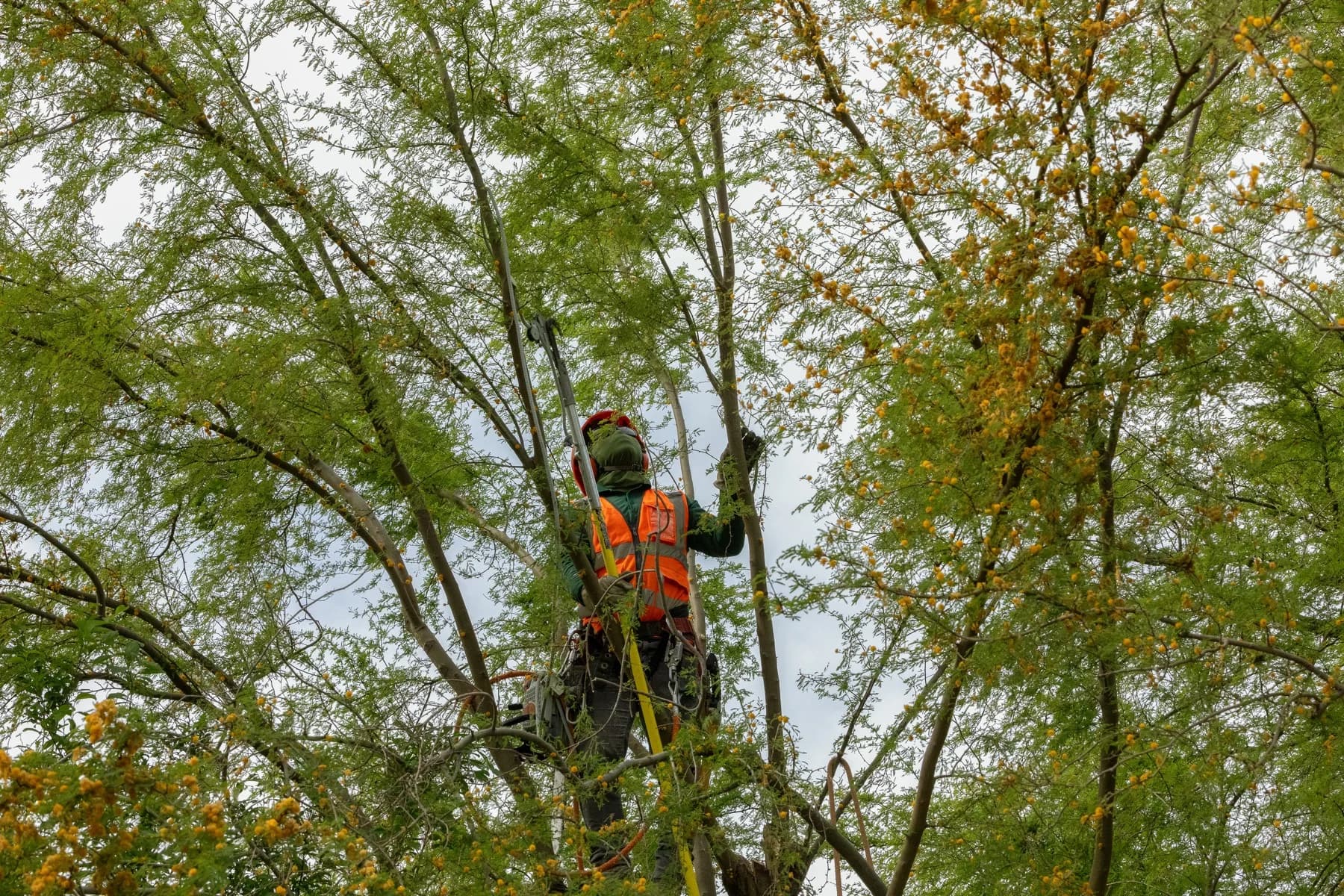 Crew performing detailed pruning in Green Valley
