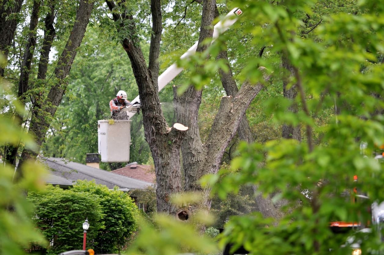 Common Questions People Ask About Tree Care Services