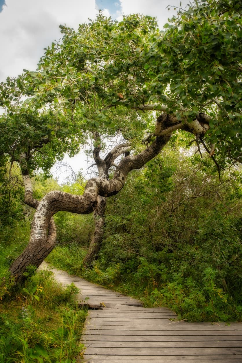 How to Prevent Crooked Tree Growth