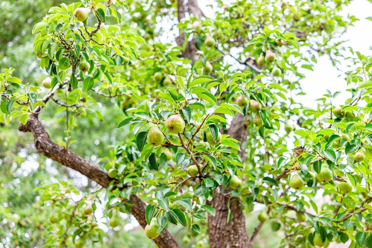 3 Tips for High Yielding Fruit Trees in Las Vegas
