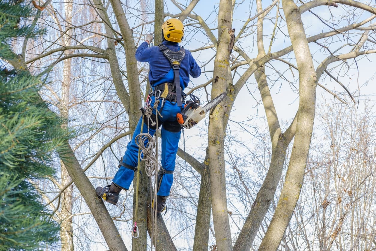 Top Fall Tree Care Tips to Implement Today