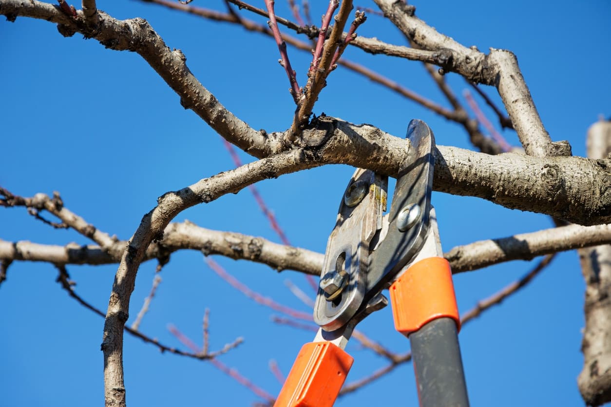 What You Need to Know About Trimming Trees in the Spring