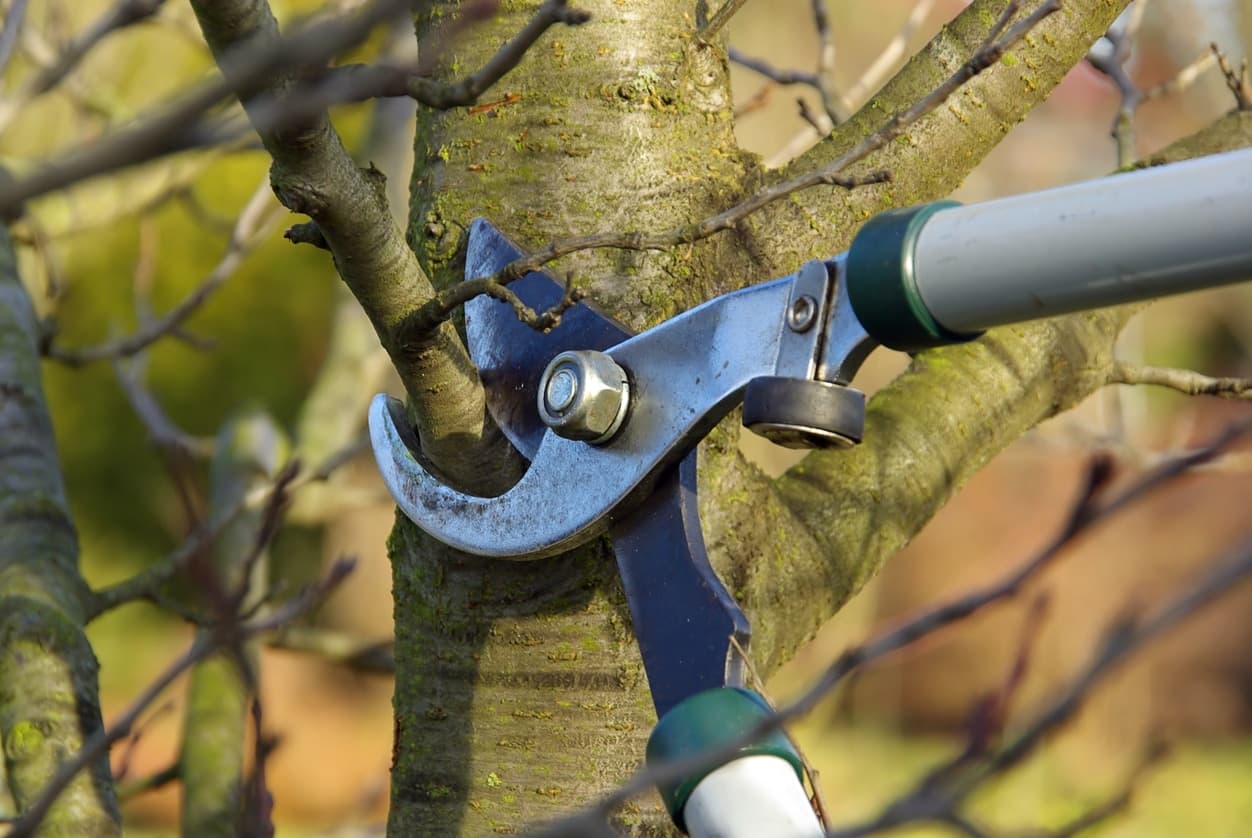 The Importance of Pruning Trees During the Summer