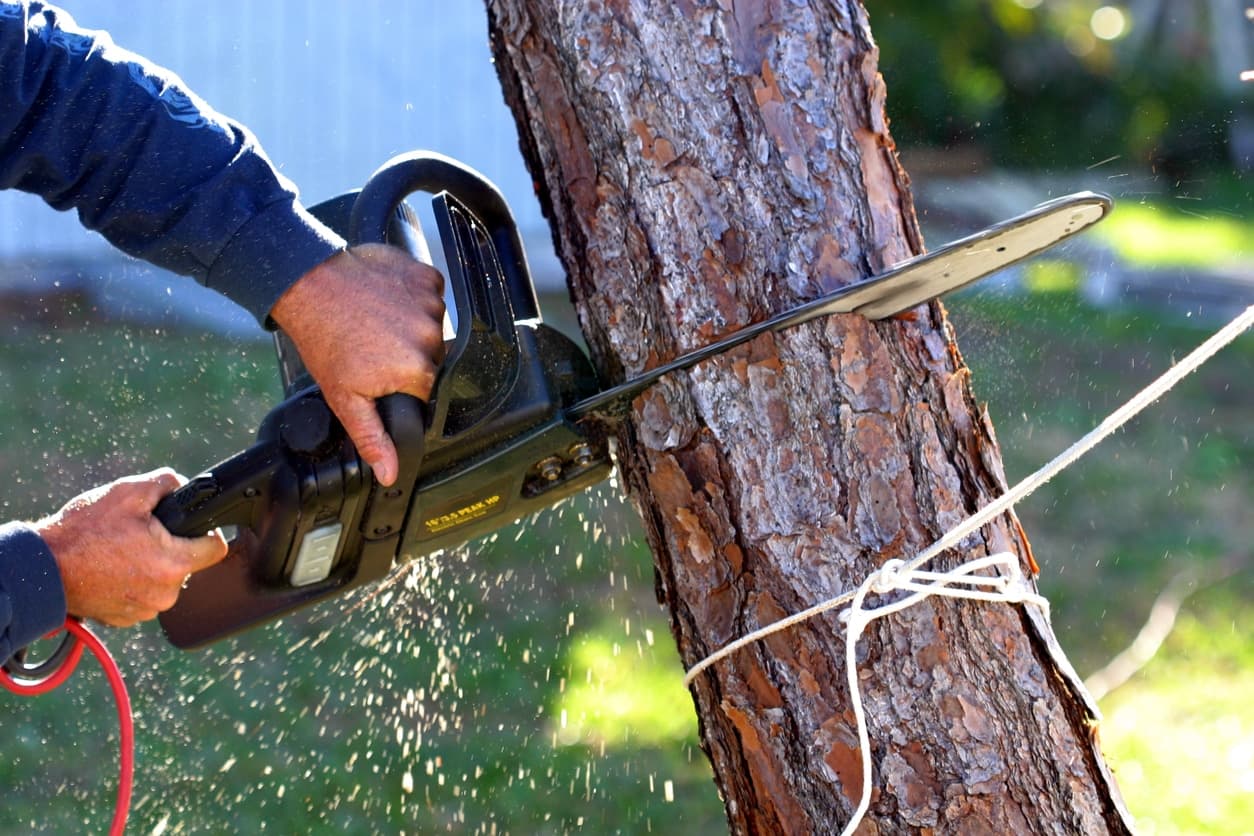 Choosing Between DIY Tree Removal and Professional Tree Services
